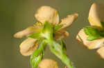 Hairy St. Johnswort